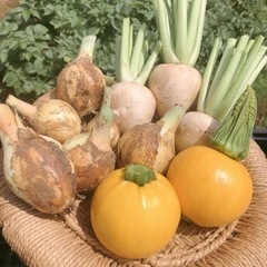 〚農薬不使用〛朝どれ野菜