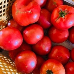 美味しい春トマト🍅紫蘇🥒きゅうり