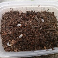 グラントシロカブト　幼虫4匹　カブトムシ