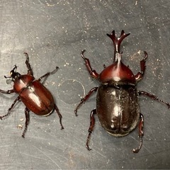 次回6月半ば〜　　カブトムシ　国産カブトムシ　クワガタ