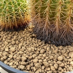 金鯱　強棘　ダブル　斑入り