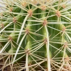 金鯱　強棘　ダブル　斑入り