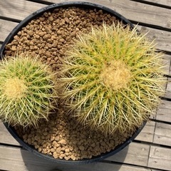 金鯱　強棘　ダブル　斑入り