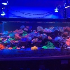 1500水槽 オーバフロー 海水魚 サンゴ にも！
