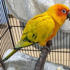 迷子のインコを探しています（コガネメキシコインコ）