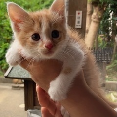 【里親募集】急募)子猫(茶トラ×白)オス猫