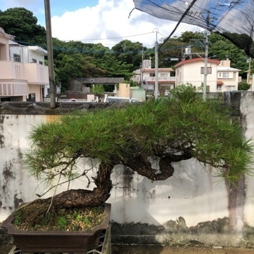 盆栽 琉球松1(県内外の輸送)
