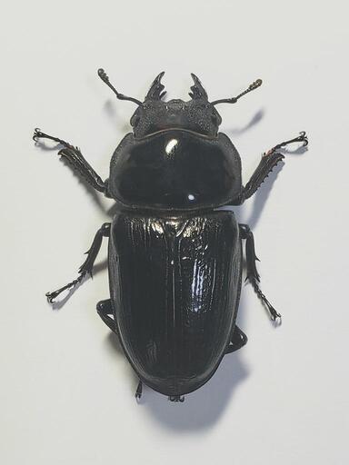 【お得】 取引中 オオクワガタ 13 その他