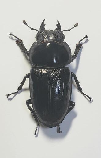 取引中 オオクワガタ