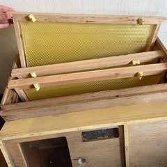 予約順　西洋蜜蜂群1箱　巣枠3枚　引き取りのみ　7月頃まで