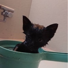 🌟決まりました🌟黒猫の子猫(生後１ヶ月)