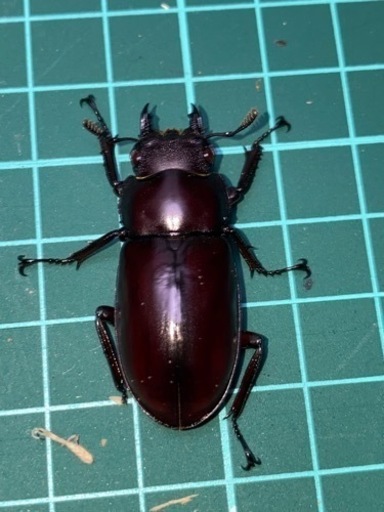 フォルスターフタマタクワガタ 亜種ニシ 即ブリ成虫ペア②♀フセツ欠け