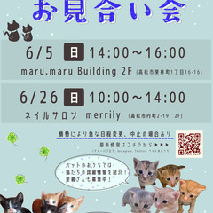 6月5日、２６日　猫😸の譲渡会（お見合い会）を開催します！