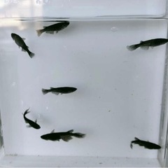 メダカ ヒレナガオロチ 稚魚15匹
