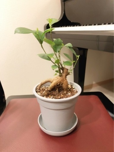 観葉植物　ガジュマル(11)　25cm　グレーカラーの3.5号の鉢と受け皿付き