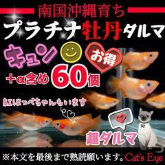 【Cat’s Eye】プラチナ牡丹ダルマ 有精卵 60個