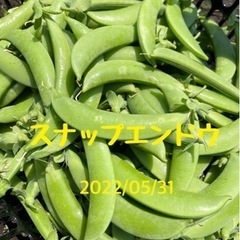 5/31 無農薬 新鮮野菜 スナップエンドウ 100円