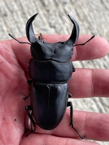 北峰産ホペイ オオクワガタ ペア | muniotuzco.gob.pe