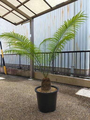 シャムソテツ 大きめサイズ 引き取りに来ていただける方限定