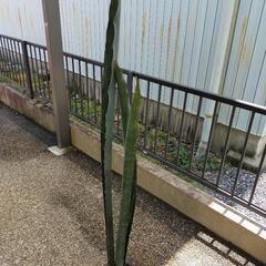 サンスベリア キルキー スーパークローン 引き取りに来ていただける方限定