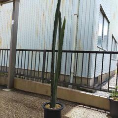 サンスベリア キルキー スーパークローン 引き取りに来ていただける方限定