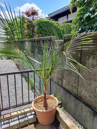 トラリヤシの大苗 引き取りに来ていただける方限定