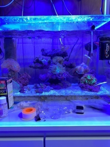 水槽用品、生体など