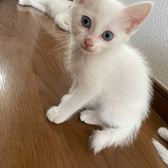 ブルーアイの白猫✨生後２ヶ月のオス✨