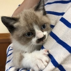 保護猫　飼い主さん決まりました。