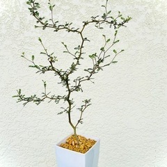 60cm ソフォラ　リトルベイビー　観葉植物