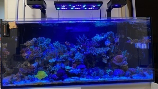 reefer 350 リーファー レッドシー Redsea 水槽 オーバーフロー