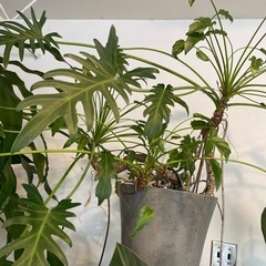 クッカバラ 鉢付き