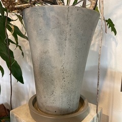 クッカバラ 鉢付き