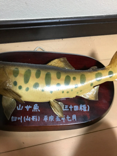 値下げしました　天然やまめの剥製