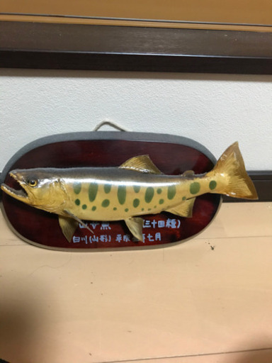 値下げしました 天然やまめの剥製 | qsfirst.sg