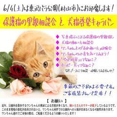 保護猫の里親相談会と犬猫啓発キャラバンin東沢バラ公園