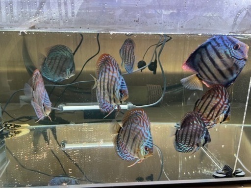 ディスカス