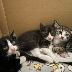 3匹の子猫 2匹のオス猫ちゃんまだ里親募集です。