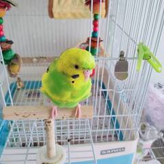 見つかりました！！迷子インコの捜索中です！！　セキセイインコ（黄色）