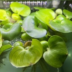 水草アナカリス、ホテイ草