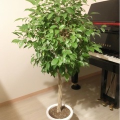 観葉植物　フィカス・ベンジャミン　大型　編み込み　140cm　8.5号鉢と受け皿付き