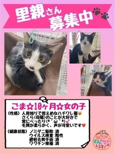 飼い主様がミルクから育てた人見知りのハチワレ猫ちゃん うちなーわんにゃん 浦添前田の猫の里親募集 ジモティー