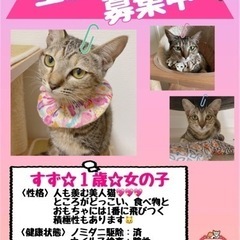 美人で美声なパーフェクト猫！甘えん坊のサビキジちゃん♡