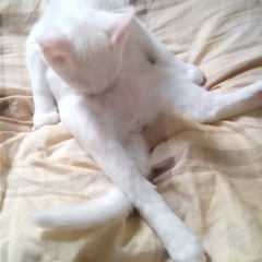 【決まりました】生後3ヶ月の甘えん坊でおしゃべりな白猫の♂ - 多賀城市