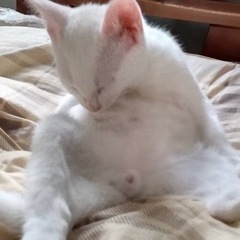 【決まりました】生後3ヶ月の甘えん坊でおしゃべりな白猫の♂ - 猫