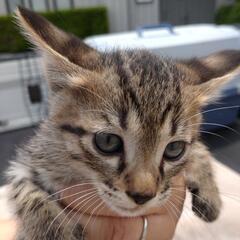 ありがとうございます！里親様決まりました！可愛い子猫、キジトラ男の子♪