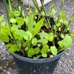 水草　寄植え