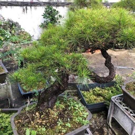 盆栽 琉球松3
