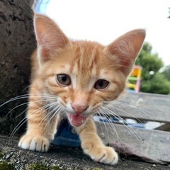 至急！すぐに引取り出来る方！子猫ちゃんです