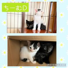 『続々～子猫ラッシュ‼☆in瀬戸☆保護猫の譲渡会2022年6月4日（土）～ 非営利団体 ちーむ にゃいんず』 - 瀬戸市